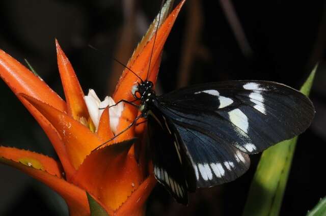 Image of Heliconius