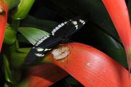 Imagem de Heliconius