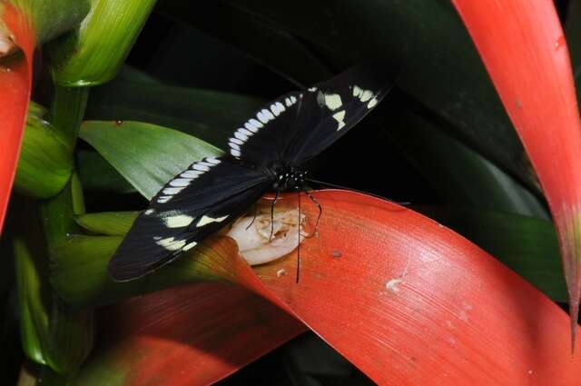 Image of Heliconius