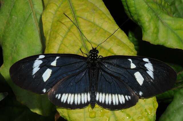 Image of Heliconius