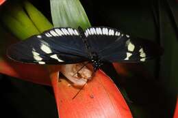 Image of Heliconius