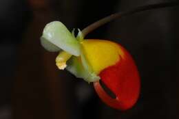 Image of Impatiens niamniamensis Gilg