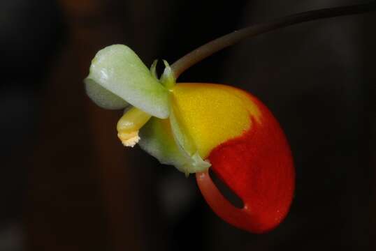 Image de Impatiens niamniamensis Gilg