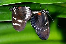 Image of Heliconius