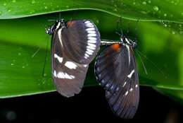 Image of Heliconius