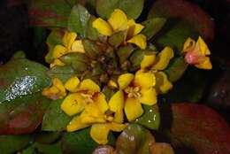 Image of Dense-Flowered Loosestrife
