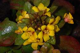 Plancia ëd Lysimachia congestiflora Hemsl.