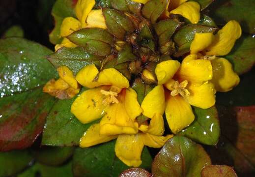 Plancia ëd Lysimachia congestiflora Hemsl.