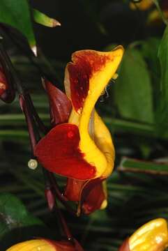 Image of thunbergia