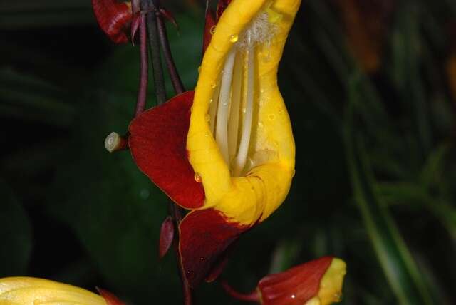 Image of thunbergia