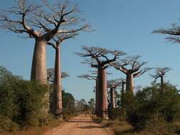 Image de Baobab