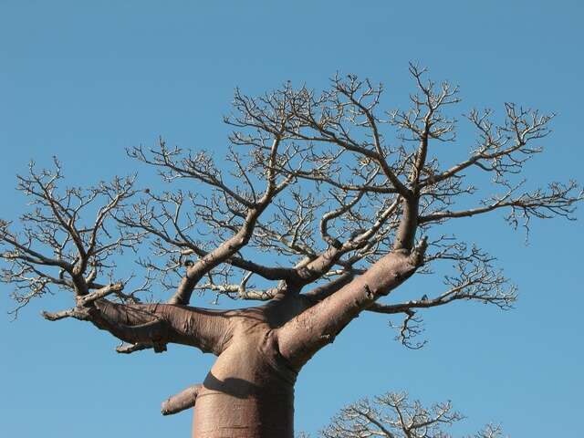 Image de Baobab