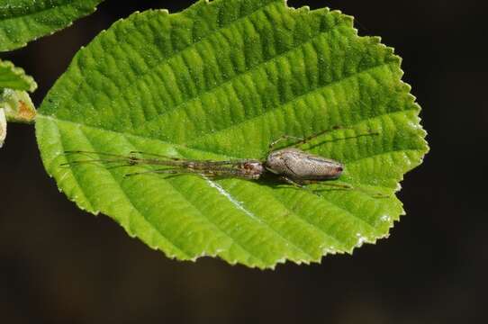 Image de Tetragnatha extensa (Linnaeus 1758)