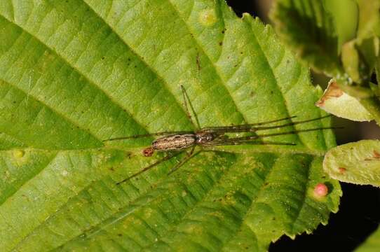 Image de Tetragnatha extensa (Linnaeus 1758)