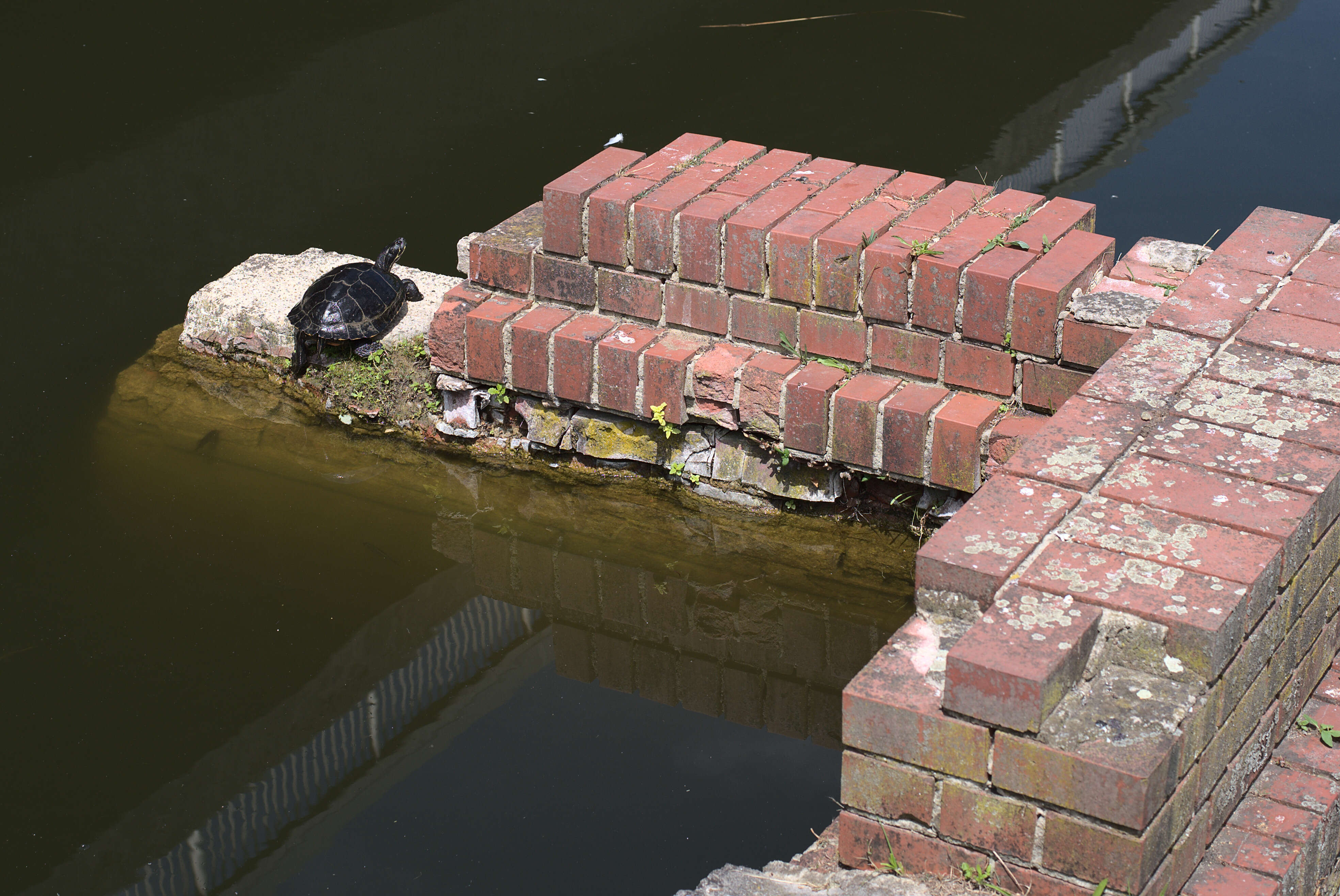 Image of yellow-bellied slider