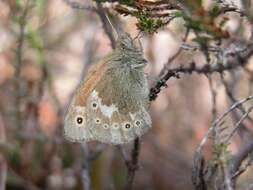 Plancia ëd Coenonympha