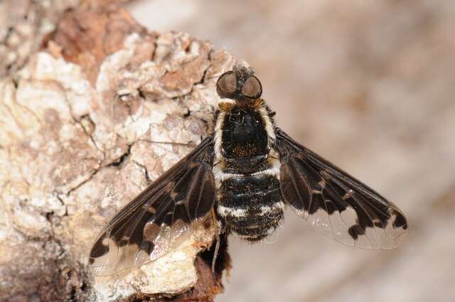 Image of <i>Hemipenthes maurus</i>