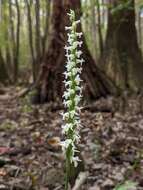 Image of Marsh lady's tresses