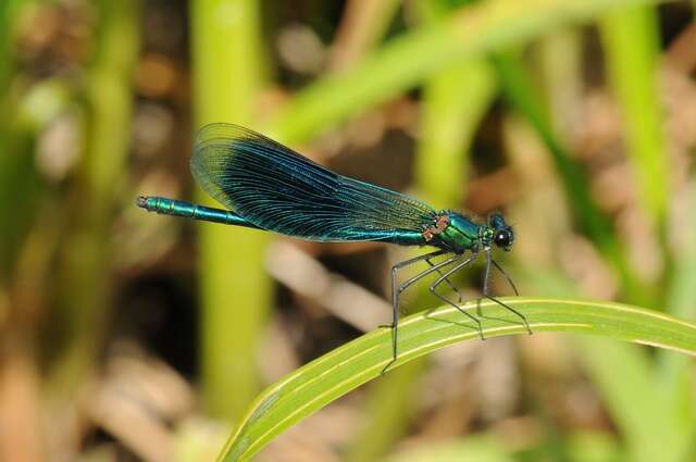 Image of Jewelwings