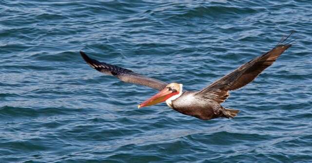 Image of pelicans