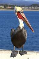 Image of pelicans