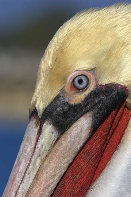 Image of pelicans