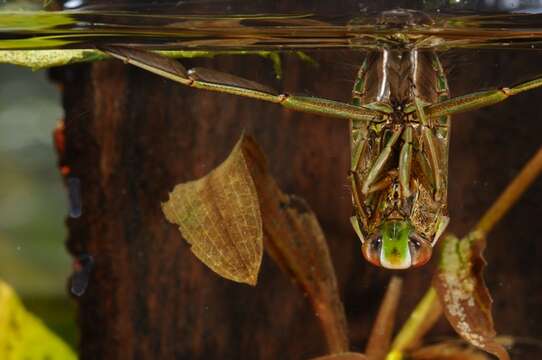 Image of Notonectoidea Latreille 1802