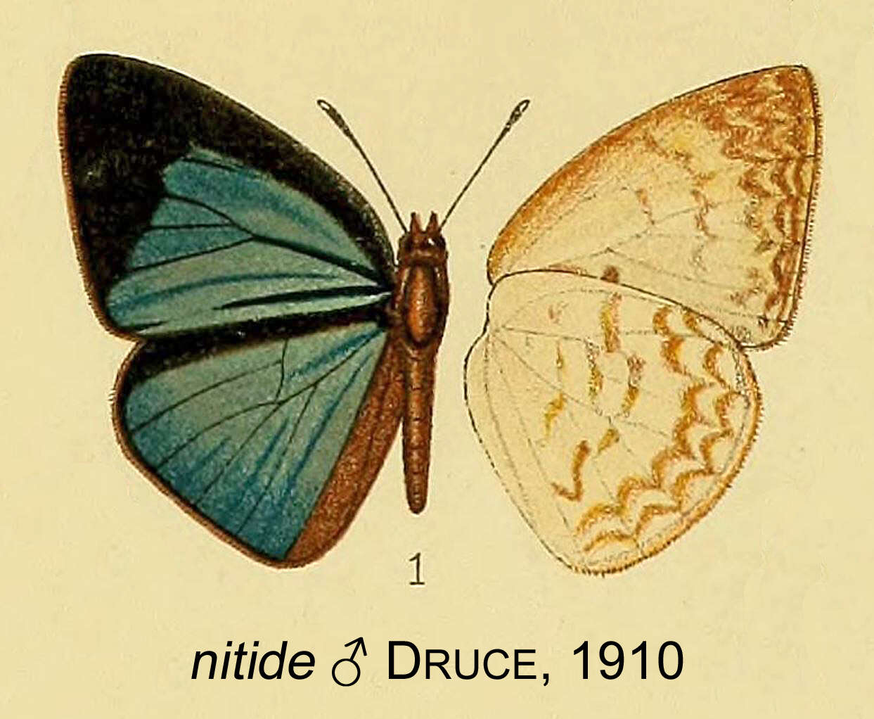 Image of Geritola nitide