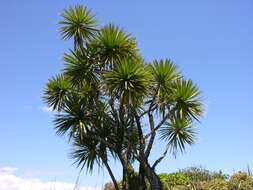 Image de Cordyline