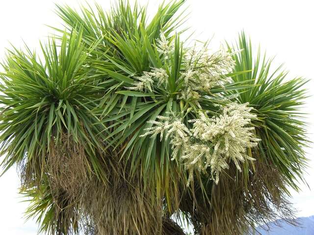 Image de Cordyline