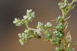 Image of German knotgrass