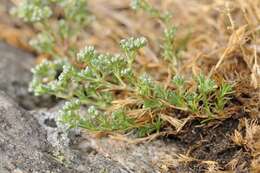 Image of German knotgrass