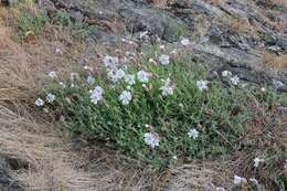 Image of sea campion