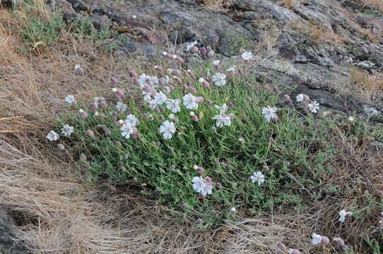 Слика од Silene uniflora Roth