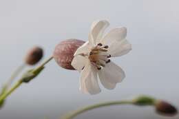 Image of sea campion