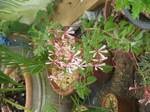 Image of Pelargonium acetosum (L.) L'Herit ex Soland.