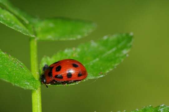 Image of <i>Gonioctena decemnotata</i>