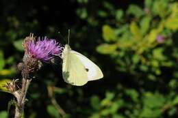 Image of Garden Whites