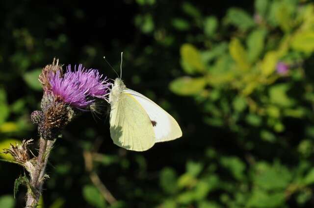 Image of Garden Whites