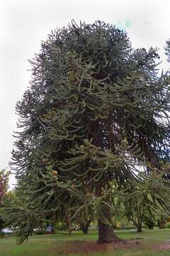 Слика од Araucaria