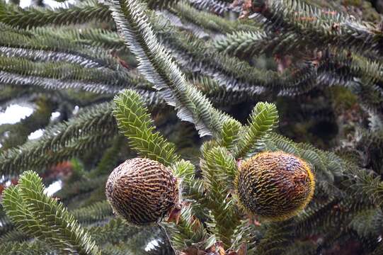 Image de Araucaria