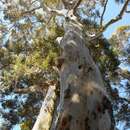 Image of silver-dollar eucalyptus