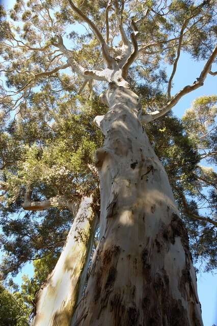 Imagem de Eucalyptus cordata Labill.