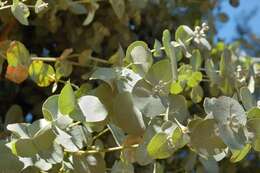 Imagem de Eucalyptus cordata Labill.