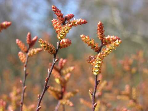 Image de Myrica