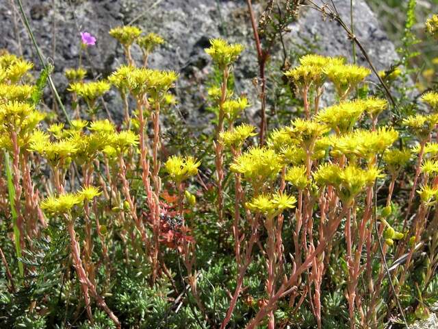 Image of <i>Sedum rupestre</i>