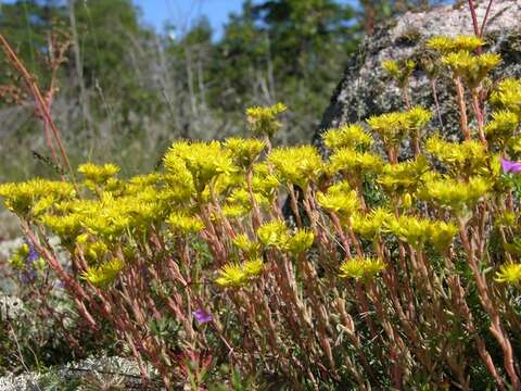 Image of <i>Sedum rupestre</i>