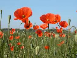 Image of Papaver laevigatum M. Bieb.