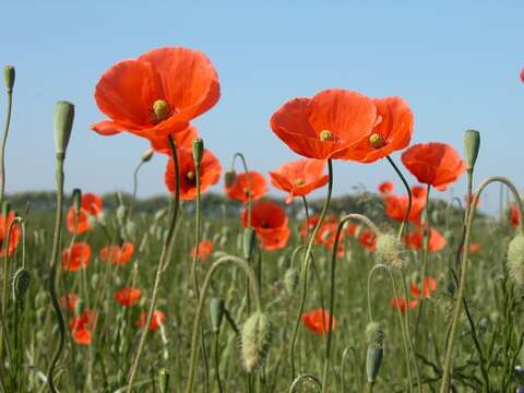 Image of Papaver laevigatum M. Bieb.