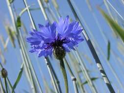 Image of knapweed